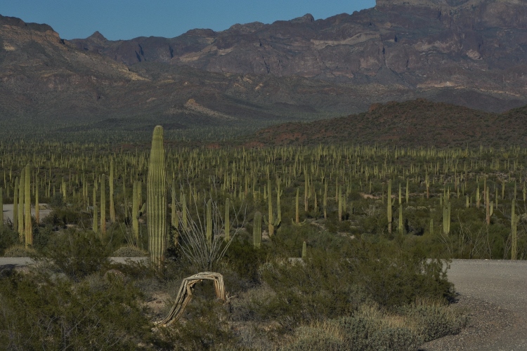 sea of Saguaro
